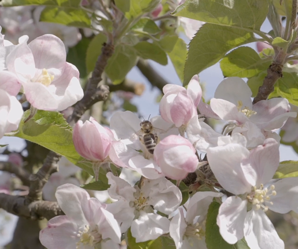 Journée mondiale de l'abeille