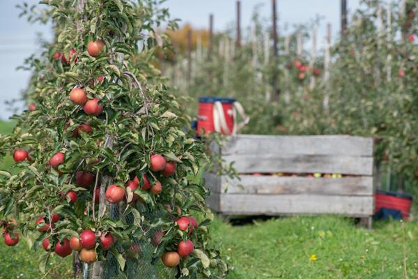 Ernte: CO2 Ausstoß reduzieren