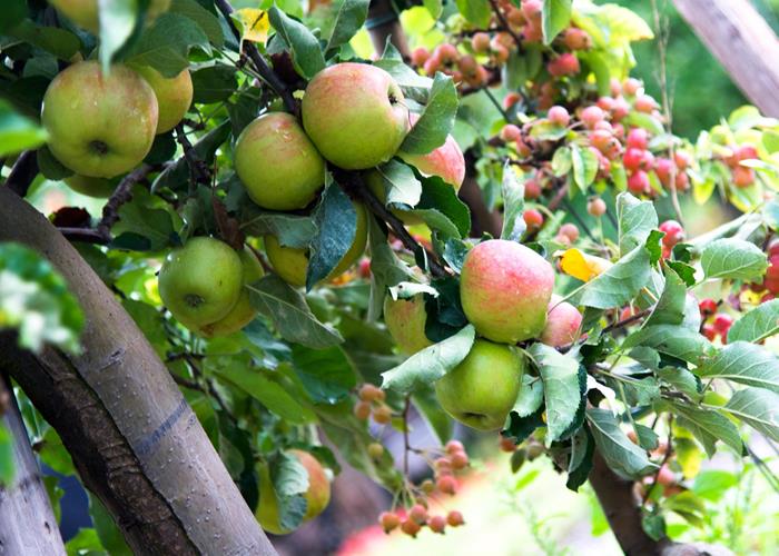 Appels - 2kg - Fruit