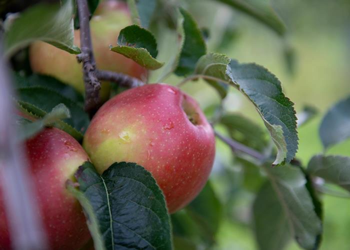 Pommes - 2kg - Fruits