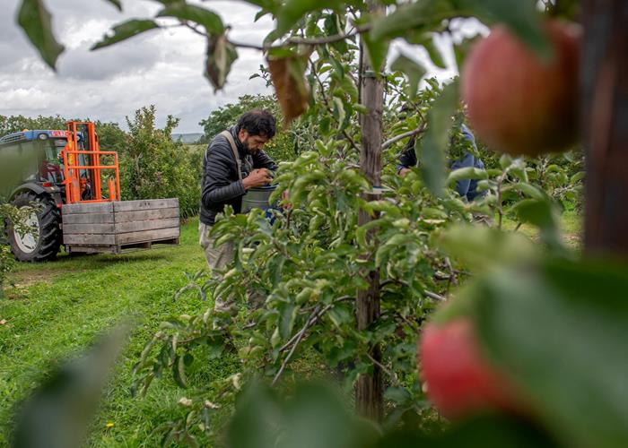 Appels - 1kg - Fruit