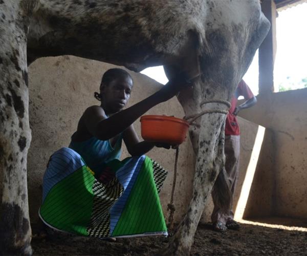 Le lait européen étouffe la production africaine