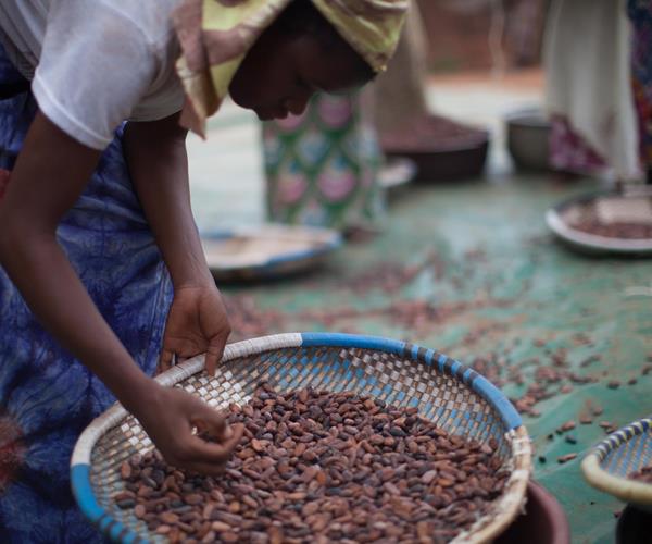 Belgische melkveehouders maken chocolademelk met Fairtrade cacao