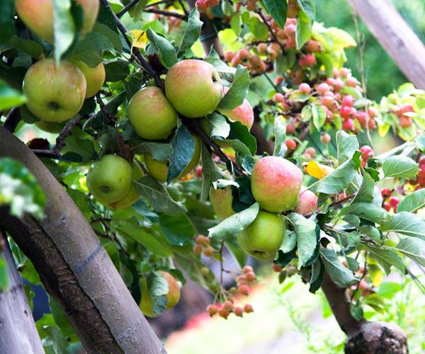 Carrefour verdeelt als eerste eerlijk fruit van Fairebel