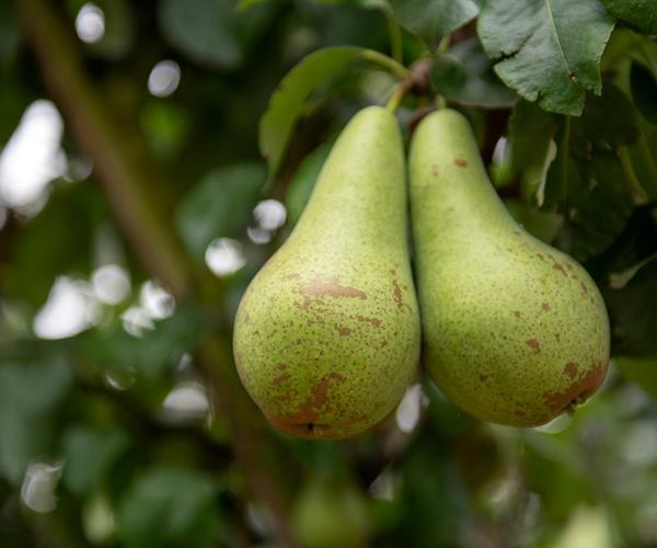 Les supermarchés ne se ruent pas sur les pommes et poires Fairebel